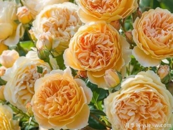 大花香水月季的养护方法，分享10种花香飘满屋