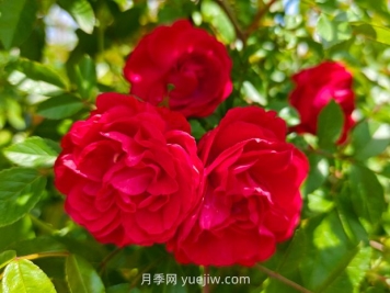 月季红木香爆花机器，花艳丽花量大花期长